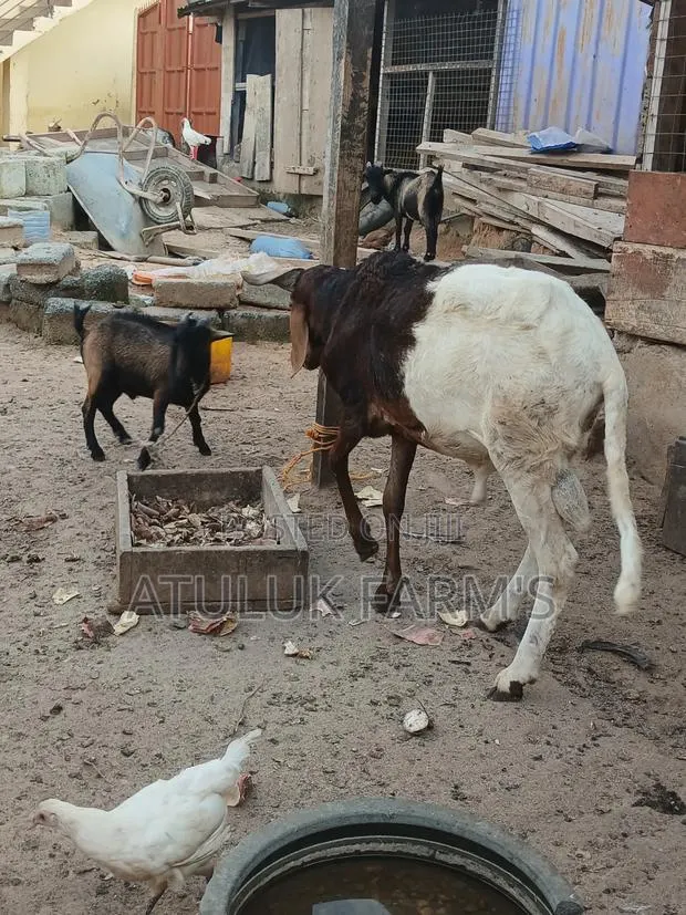 Home Breed Ram · Photo 1