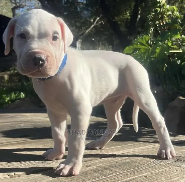 1-3 months Female Purebred Dogo Argentino · Photo 1