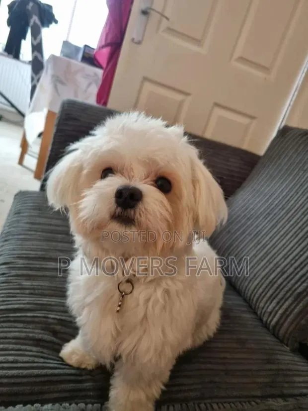 1-3 months Female Purebred Poodle · Photo 1