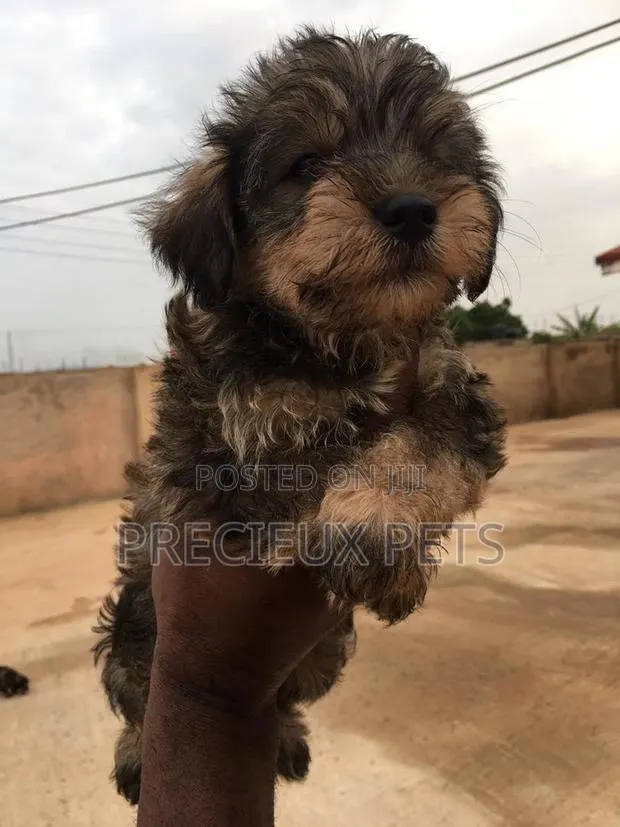 1-3 Months Male Mixed Breed Yorkipoo · Photo 1