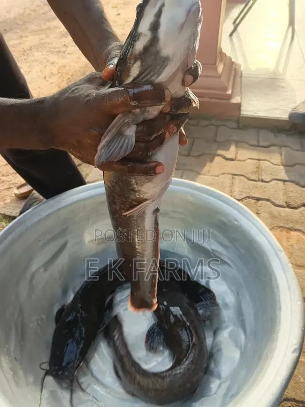 Broodstock Catfish · Photo 2