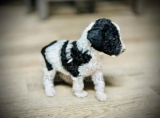 1-3 months Male Purebred Poodle · Photo 1