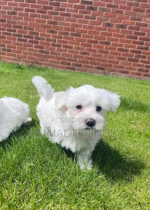 1-3 months Female Purebred Maltese · Photo 1