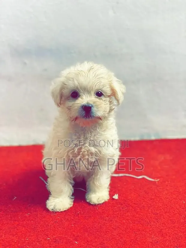 1-3 months Male Mixed Breed Poodle