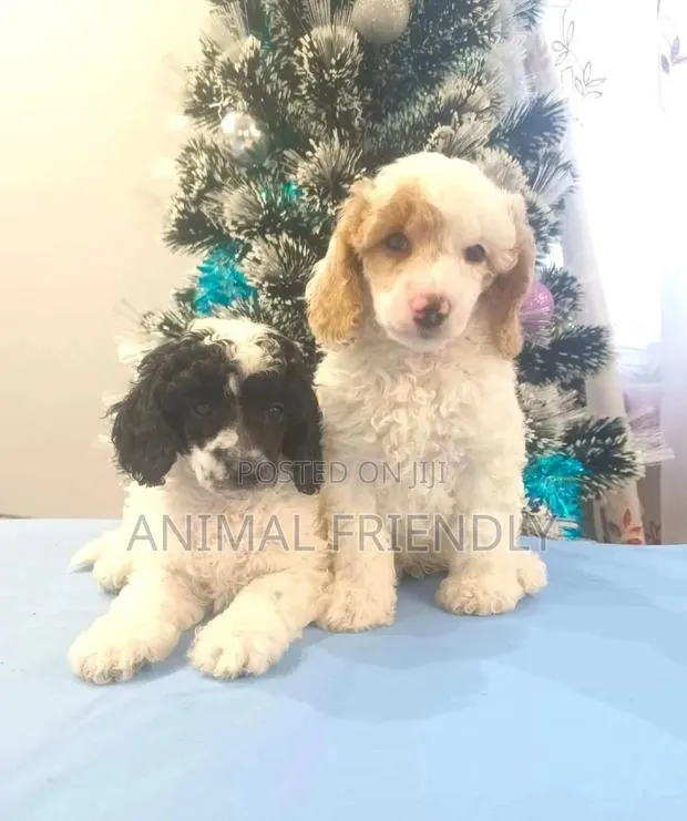 1-3 months Male Purebred Maltipoo · Photo 1