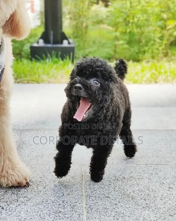 1-3 months Male Purebred Poodle · Photo 1