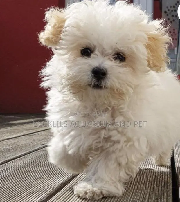 1-3 months Female Purebred Maltese · Photo 1