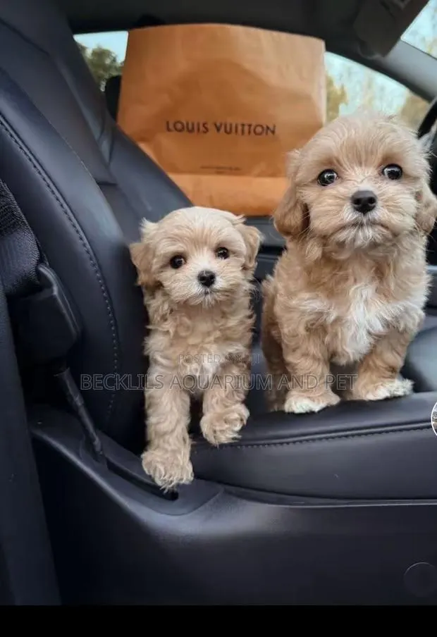 1-3 months Female Purebred Poodle · Photo 1