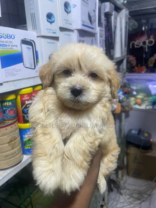 1-3 months Female Purebred Maltese · Photo 1