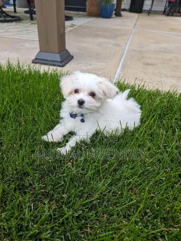 3-6 months Female Purebred Maltese · Photo 1