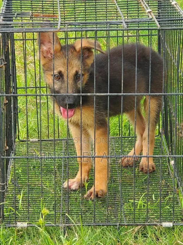 1-3 months Male Purebred German Shepherd · Photo 1