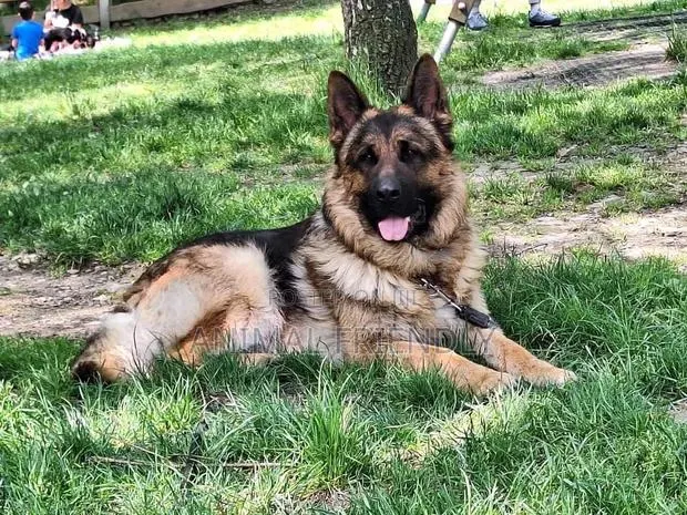 1-3 months Female Purebred German Shepherd · Photo 1