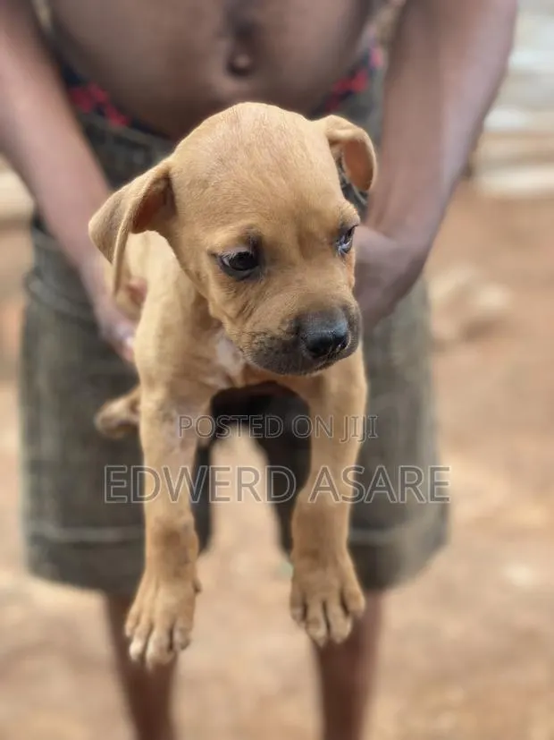 1-3 months Male Purebred Boerboel · Photo 1
