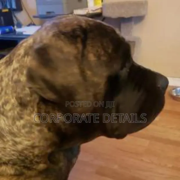 1+ year Male Purebred Boerboel · Photo 1