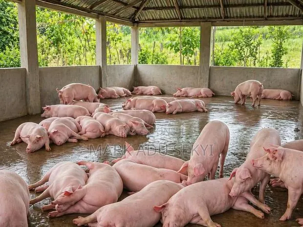 Healthy and Strong Live Pig · Photo 1