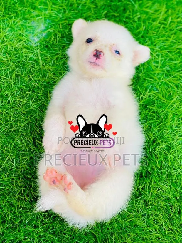 0-1 month Female Purebred American Eskimo · Photo 1