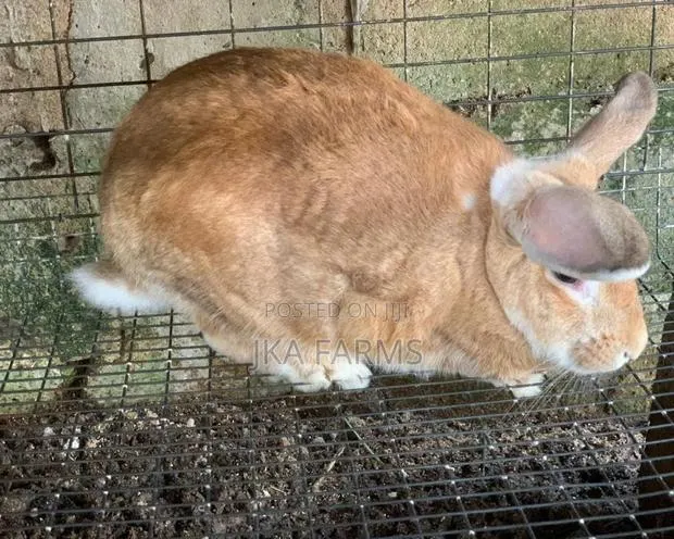 Rabbits For Sale · Photo 1