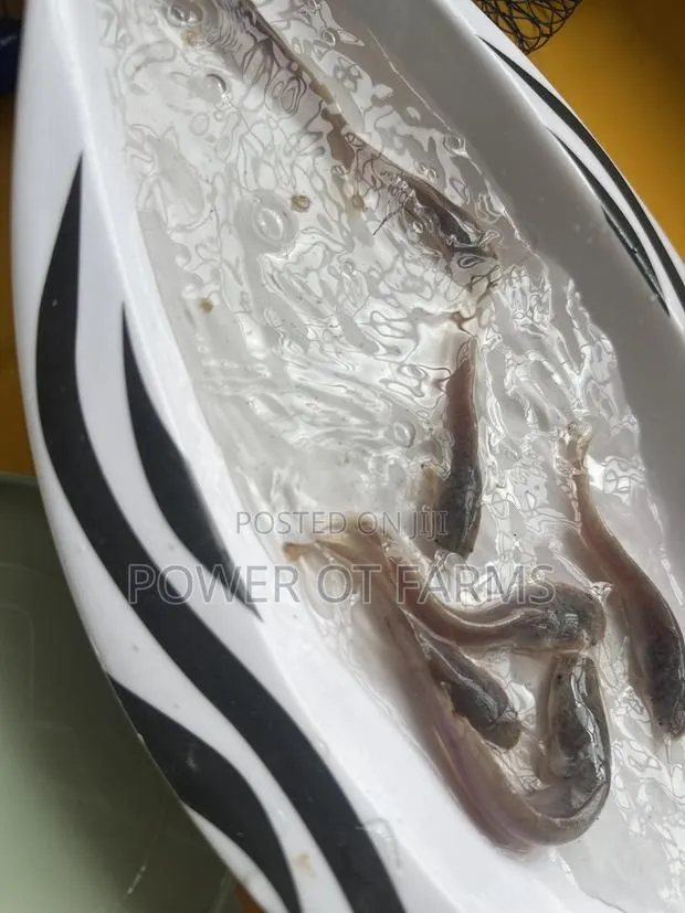 Catfish Fingerlings · Photo 1