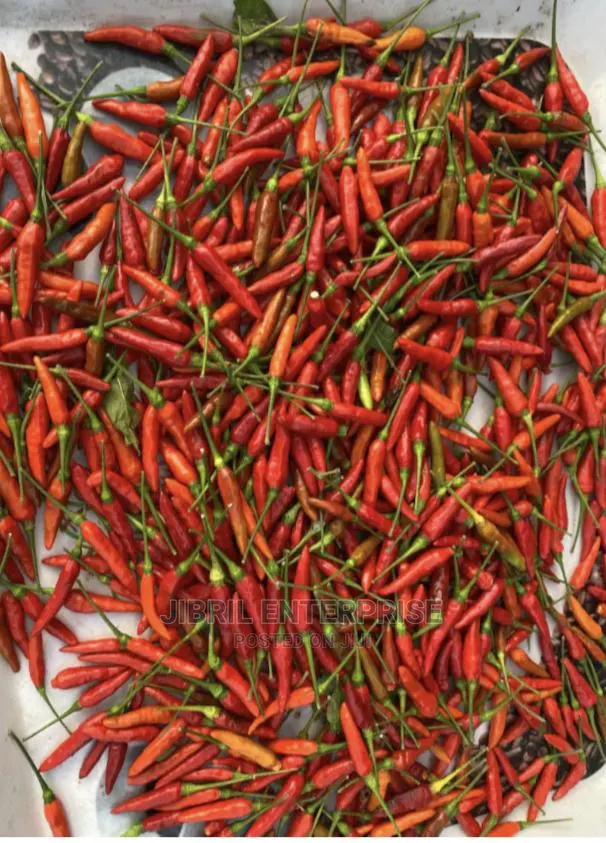 Wild Bird Eye Pepper · Photo 1