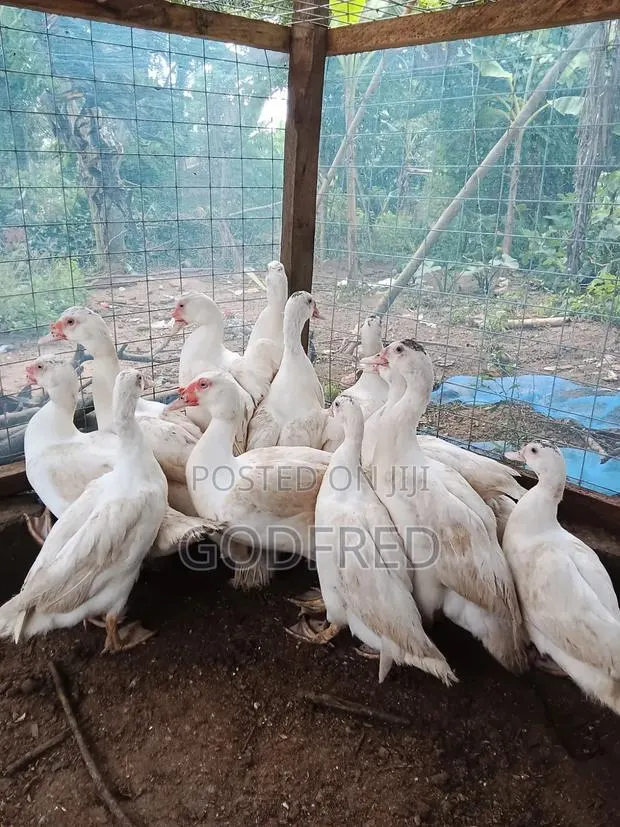 French Whit Muscovy Ducks · Photo 1
