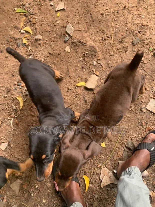 1-3 months Male Purebred Doberman Pinscher · Photo 1