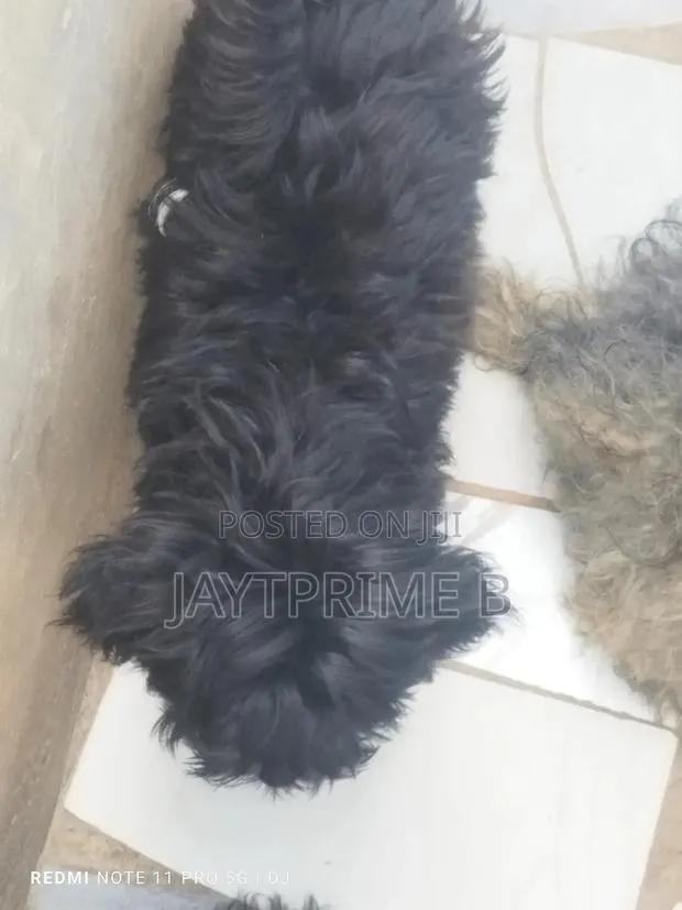 1-3 months Male Purebred Poodle · Photo 1