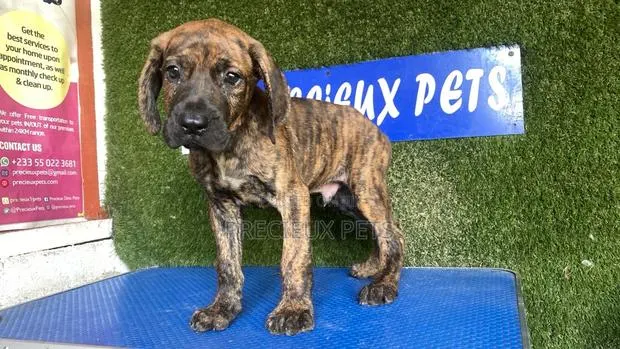 1-3 months Male Purebred Boerboel · Photo 1