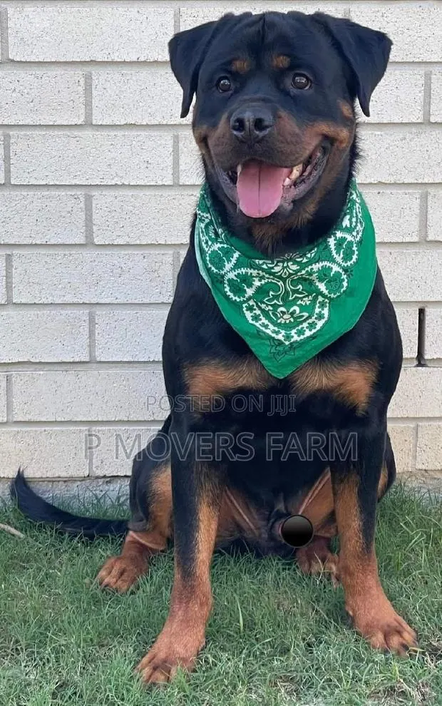 1-3 months Male Purebred Rottweiler · Photo 1