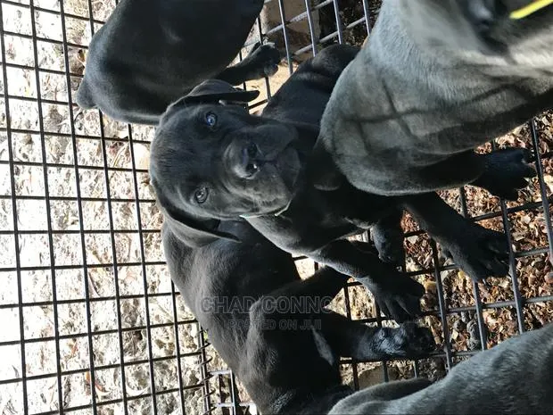 1-3 months Female Purebred Cane Corso · Photo 1