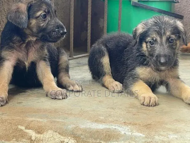1-3 months Female Purebred German Shepherd · Photo 1