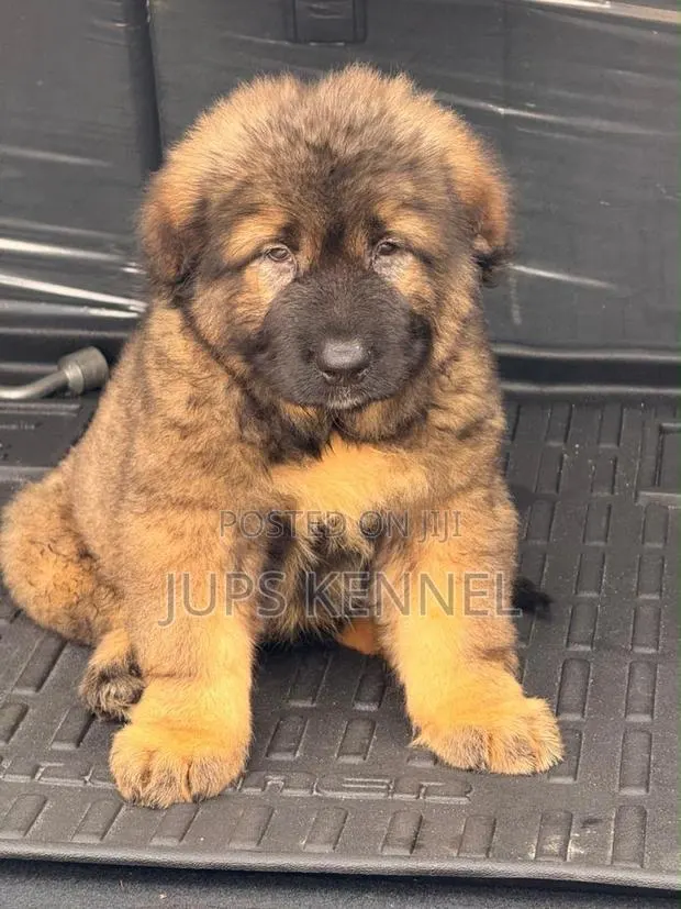 1-3 months Female Purebred Caucasian Shepherd · Photo 1