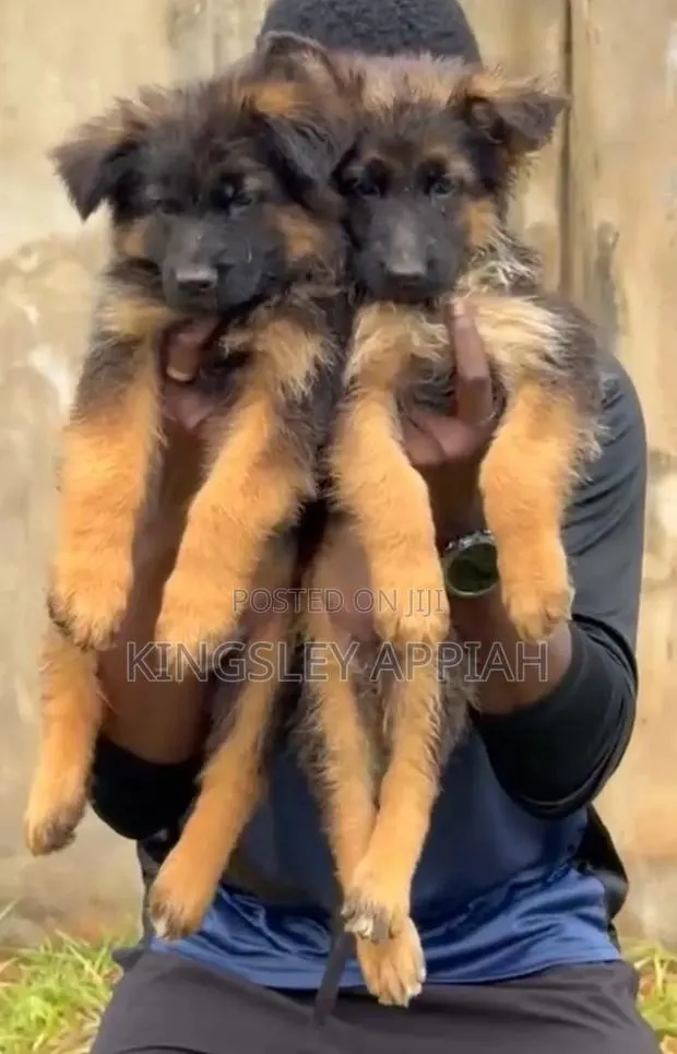 1-3 months Male Purebred German Shepherd · Photo 1