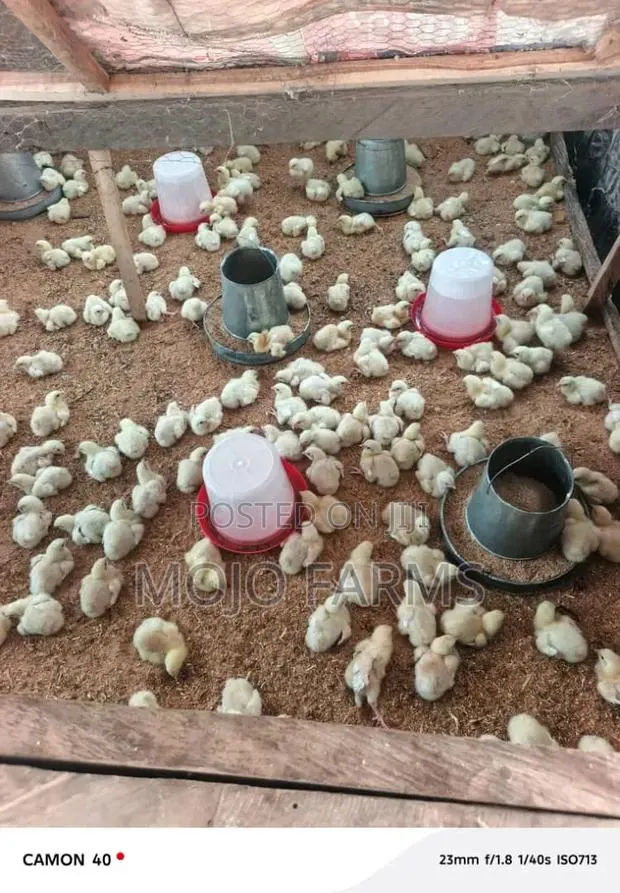 Mojo Farms · Photo 1