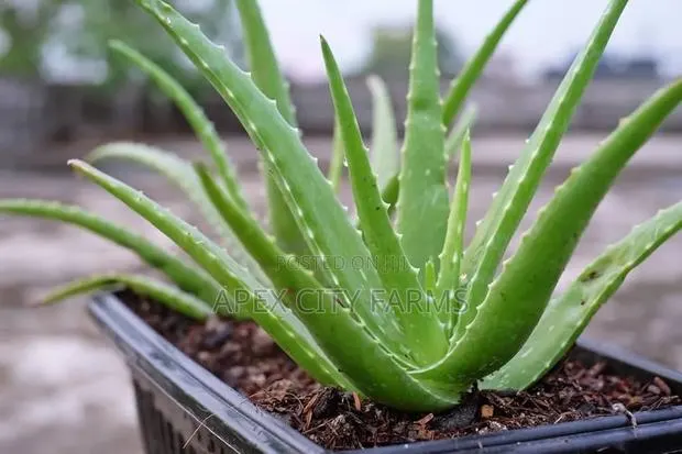 Aloe Vera Plant for Sale 5 Pieces · Photo 1