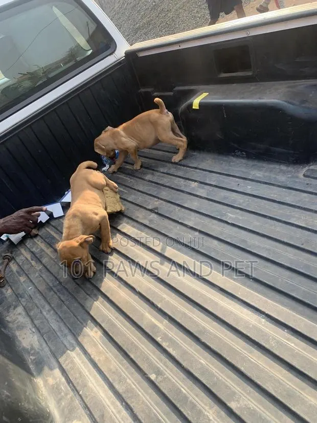 1-3 months Male Purebred Boerboel · Photo 1