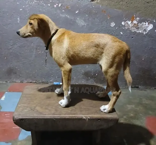 1-3 months Male Purebred Poodle · Photo 1