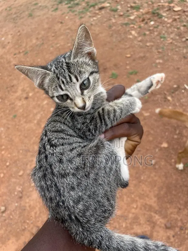 1-3 months Female Mixed Breed Cat · Photo 4