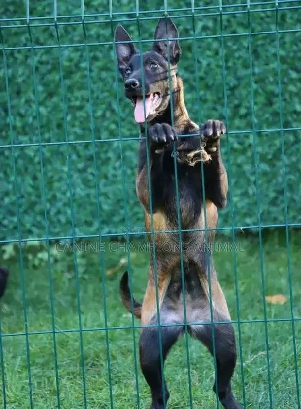 1-3 months Female Purebred Belgian Malinois · Photo 1
