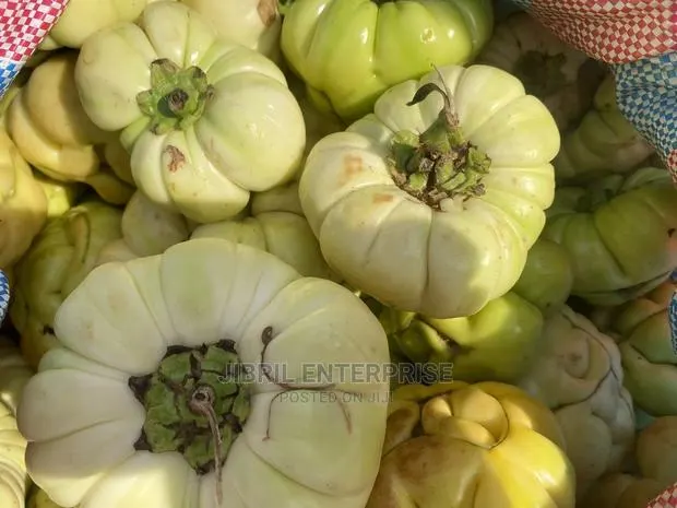 Bitter Tomato (Solanum Aethiopicum · Photo 1