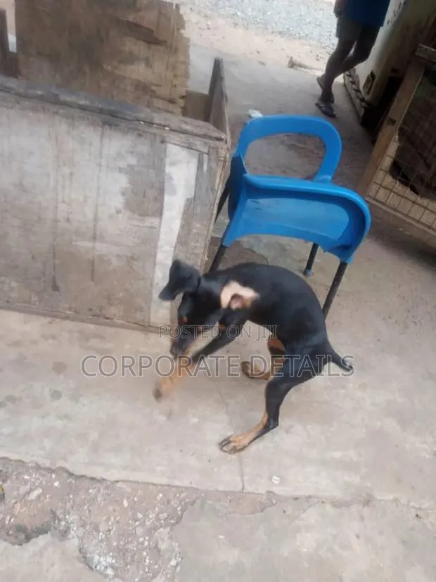 1-3 months Male Purebred Doberman Pinscher · Photo 1