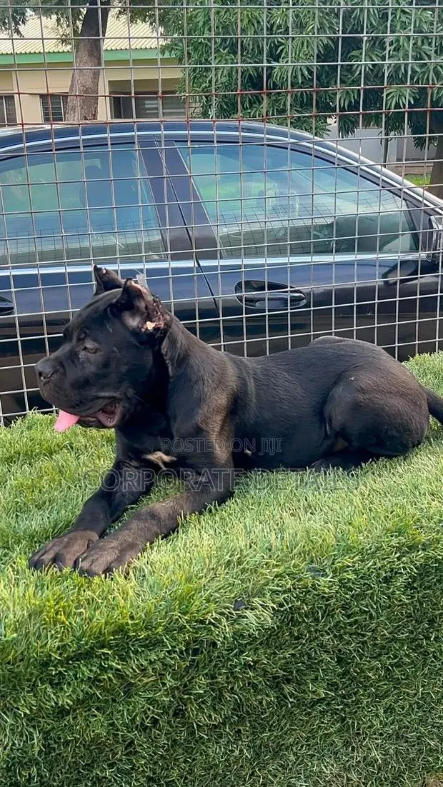 1-3 months Male Purebred Cane Corso · Photo 1