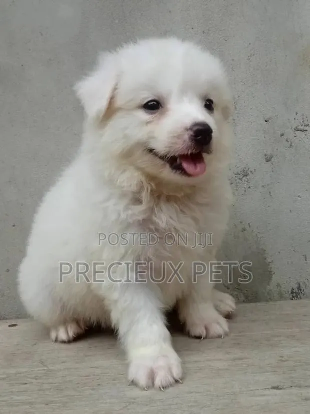 1-3 Months Male Purebred American Eskimo · Photo 1