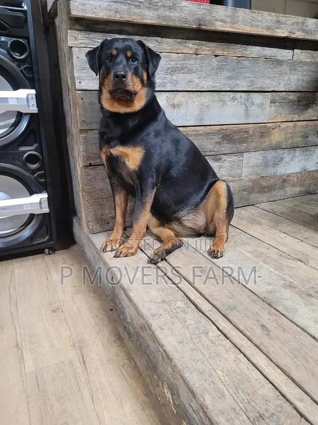 1-3 Months Male Purebred Rottweiler · Photo 1