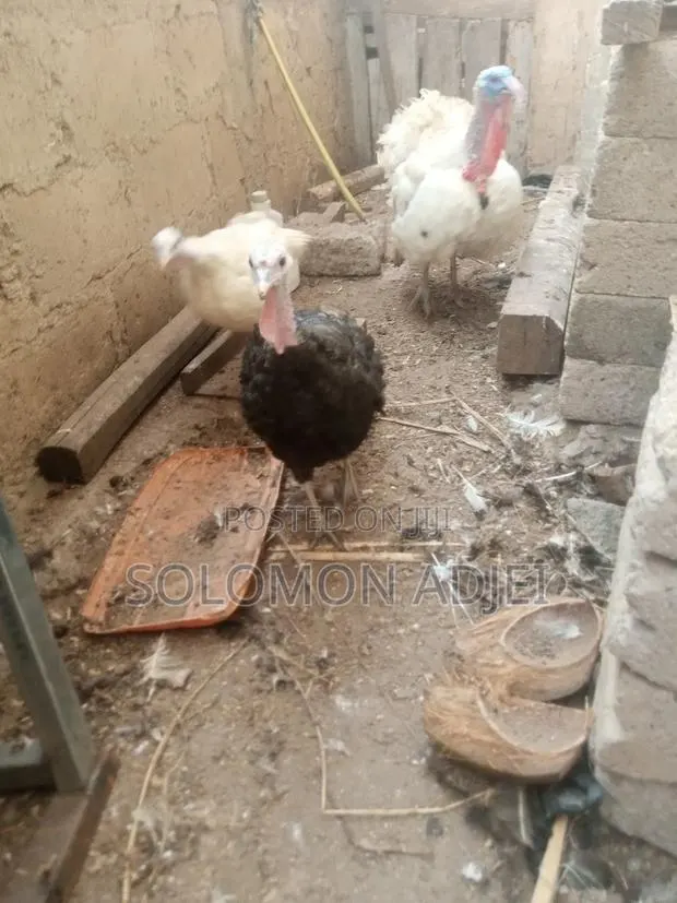 Female Turkeys for Sale · Photo 1