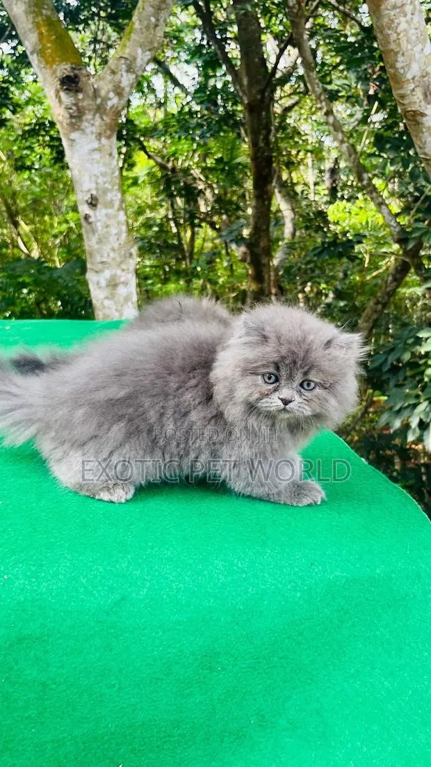 1-3 months Female Purebred Persian · Photo 1