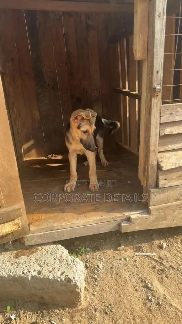 3-6 months Female Purebred German Shepherd · Photo 1