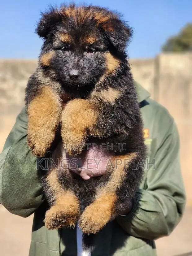 1-3 months Male Purebred German Shepherd · Photo 1