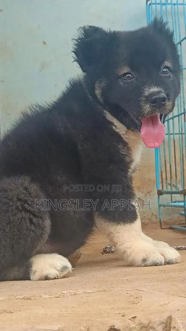 1-3 months Male Purebred Caucasian Shepherd · Photo 1