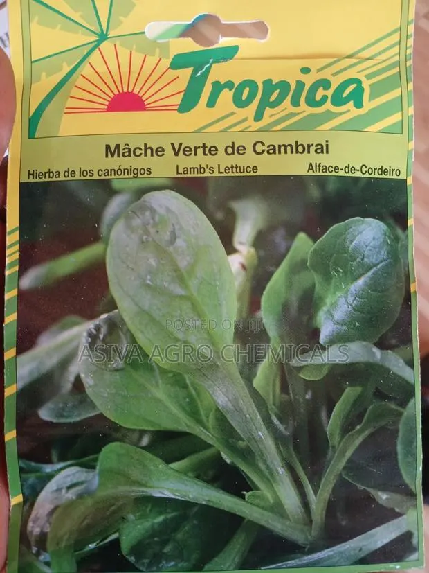Lamb's Lettuce/ Cornsalad Seeds · Photo 2