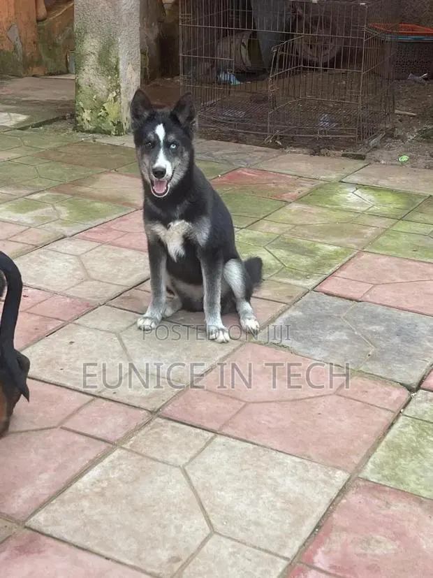 3-6 months Female Purebred Siberian Husky · Photo 1